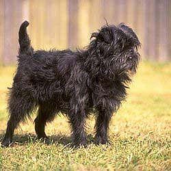 Affenpinscher