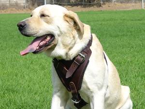 Labrador harness