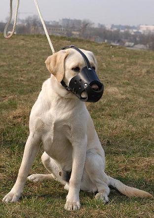 Labrador leather muzzle