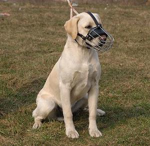 Labrador muzzle