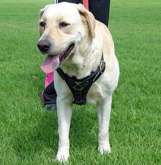 Labrador leather harness