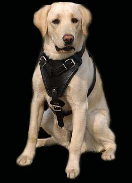 Labrador harness ,Labrador muzzle, Labrador collars, Labrador leather muzzles, Labrador dog harness, Labrador dog collar,Labrador dog leash