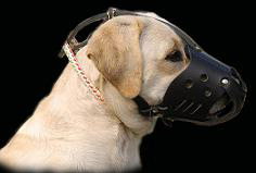 Labrador dog muzzle
