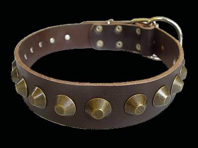 pitbull collar