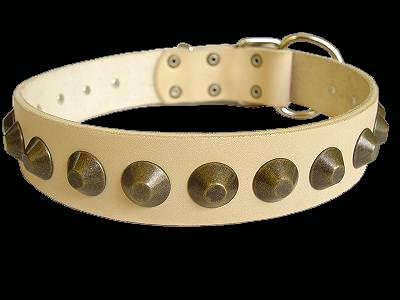 leather dog collar for Labrador 
