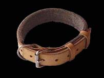 Labrador collar