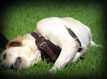 Labrador harness