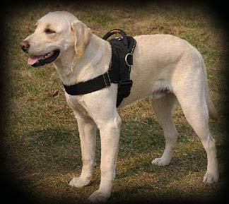 Labrador Harness