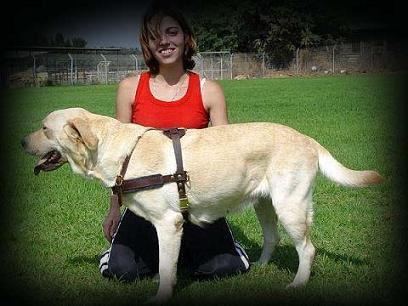 Labrador harness