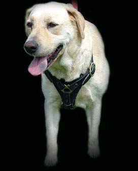 Labrador Harness