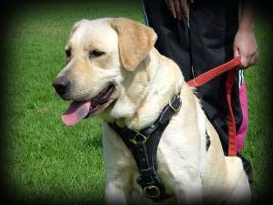 labrador harness