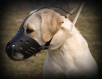Labrador leather muzzle