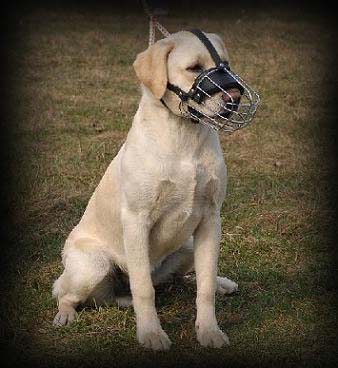 Labrador muzzle