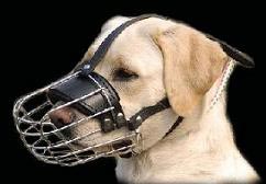 Labrador muzzle