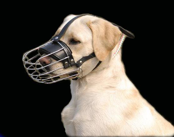 Labrador Muzzle